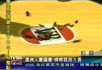 澳洲人慶國慶　蟑螂競跑大賽