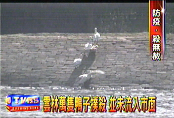 雲林萬隻鴨子撲殺　並未流入市面