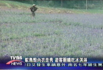 假日好天氣　薰衣草園滿人潮