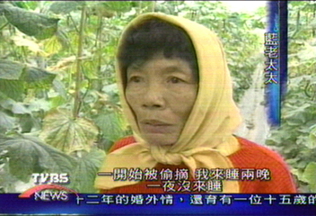 被偷怕了!阿婆睡瓜園看守 仍遭竊