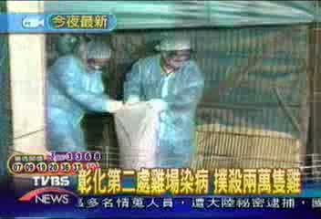 彰化第二處雞場染病 撲殺兩萬隻雞