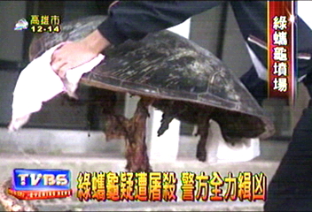 綠蠵龜疑遭屠殺 警方全力緝凶