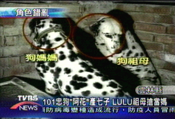 101忠狗「阿花」產七子　LULU祖母搶當媽