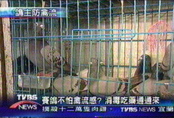 賽鴿不怕禽流感？　消毒吃藥通通來