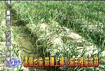 蒜價上揚 小偷田裡偷拔蒜
