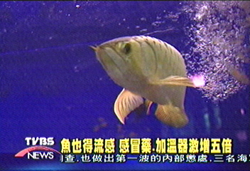 魚兒感冒 要增溫也得做藥浴