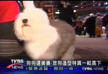 狗狗選美賽 眾狗造型特異一較高下