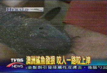 〈獨家〉澳洲小鯊魚發狠　咬人一路咬上岸