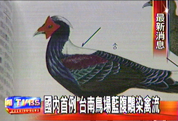藍腹鷴禽流首例　保育鳥將遭撲殺