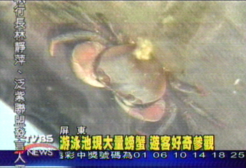 游泳池現大量螃蟹　遊客好奇參觀