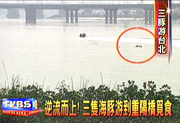 逆流而上! 三隻海豚游到重陽橋覓食