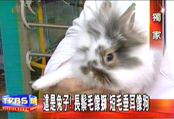 這是兔子! 長鬃毛像獅 短毛垂耳像狗