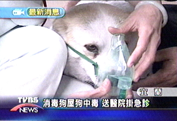 消毒狗屋狗中毒　送醫院掛急診