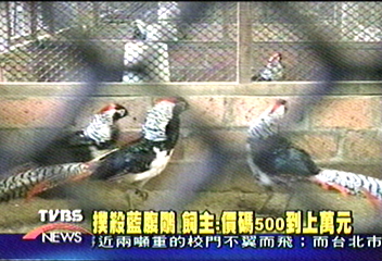撲殺藍腹鷳 飼主:價碼500到上萬元