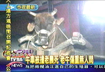 牛車被撞老農死 老牛傷重無人問