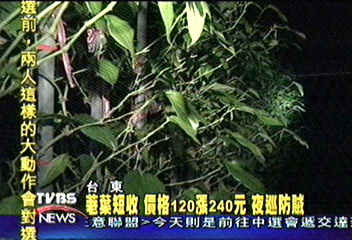 荖葉短收　價格120漲240元　夜巡防賊