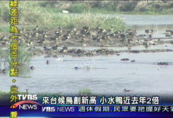 來台候鳥創新高 小水鴨近去年2倍
