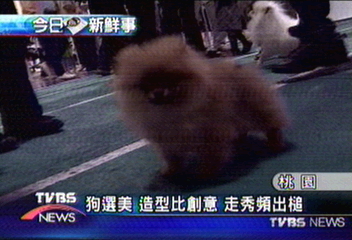 狗選美　造型比創意　走秀頻出槌