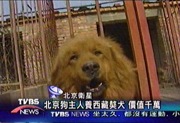 北京狗主人養西藏獒犬 價值千萬