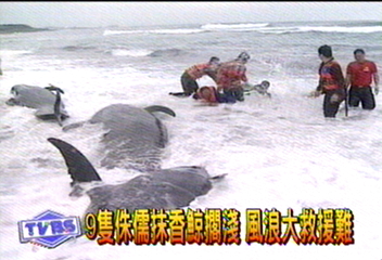 9隻短肢領航鯨擱淺　風浪大救援難