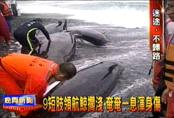 鯨魚迷航記　6死　3隻虛弱回大海