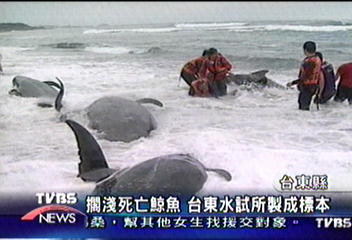 擱淺死亡鯨魚　台東水試所製成標本