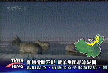 有夠滑跑不動　黃羊受困結冰湖面