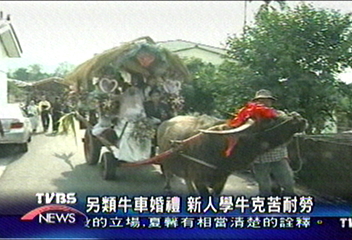 另類牛車婚禮 新人學牛刻苦耐勞