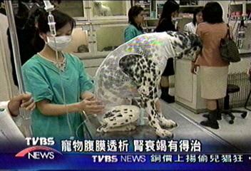 寵物腎衰竭免驚 洗腎治癒率高五倍