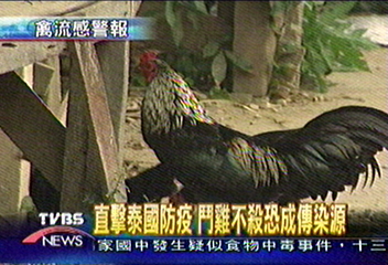 聞「雞」色變　泰國市場無活雞