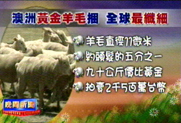 澳洲羊毛價比黃金高 全球最纖細