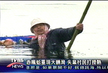 赤嘴蛤重現大鵬灣　失業村民打撈熱