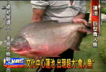 文化中心蓮池　出現超大「食人魚」