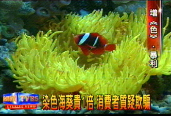 染色海葵貴1倍　消費者質疑欺騙