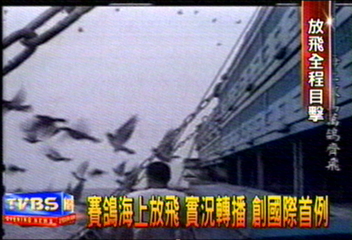 賽鴿海上放飛　實況轉播　創國際首例
