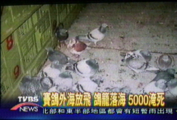 賽鴿外海放飛　鴿籠落海　5000隻淹死