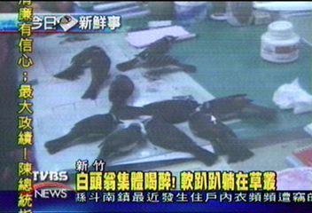 白頭翁集體喝醉! 軟趴趴躺在草叢