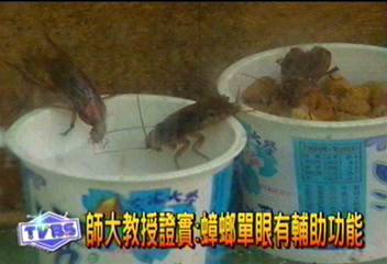 愛蟑螂　師大教授鑽研蟑螂第一人
