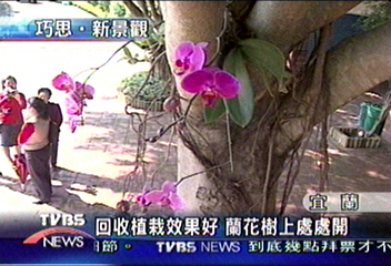 回收植栽效果好 蘭花樹上處處開