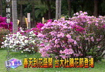 春天到花盛開 台大杜鵑花節登場