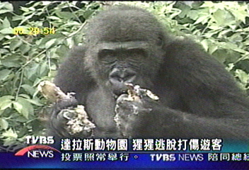達拉斯動物園　猩猩逃脫打傷遊客
