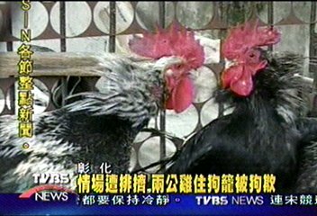 情場遭排擠 2公雞住狗籠被狗欺