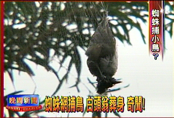蜘蛛網捕鳥 白頭翁葬身 奇聞!