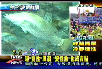 趕「變性」風潮　「變性魚」也成賣點