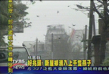 桃園新屋湧入上千隻燕子 民眾稱奇