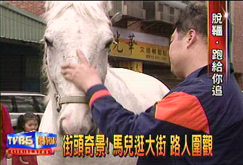 街頭奇景！馬兒逛大街　路人圍觀