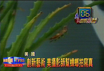 創新藝術　美攝影師幫蟑螂拍寫真