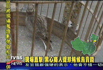 現場直擊 黑心商人捉候鳥賣錢