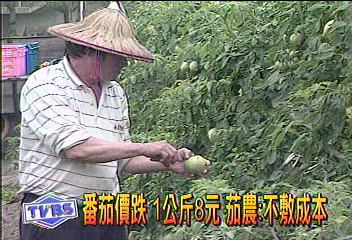 番茄價跌　1公斤8元　茄農：不敷成本