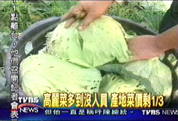 高麗菜多到沒人買　產地菜價剩1/3